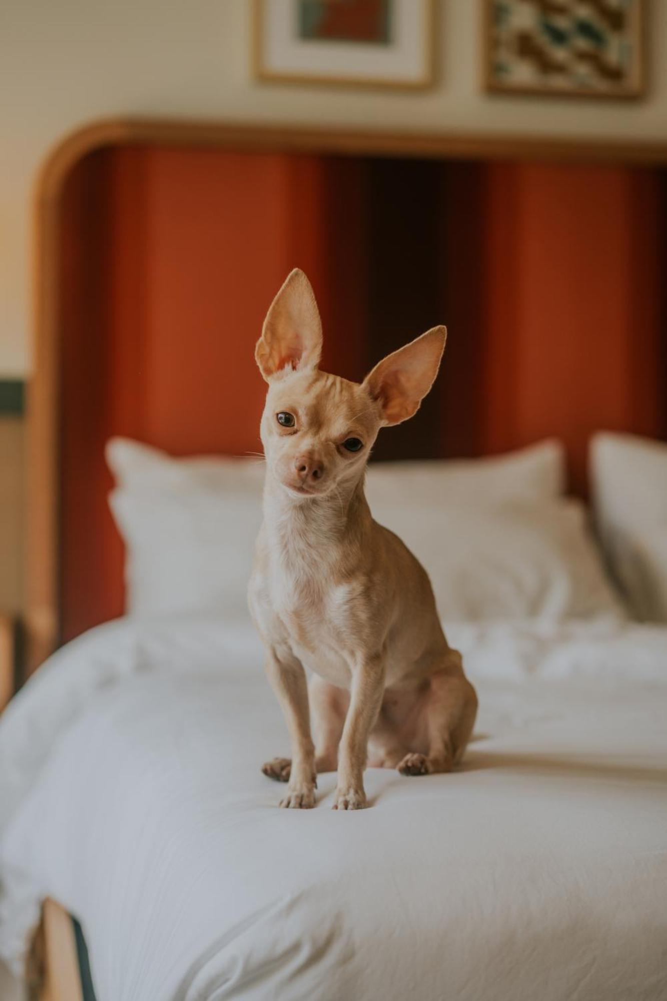Royal Sun Palm Springs Hotel Ngoại thất bức ảnh